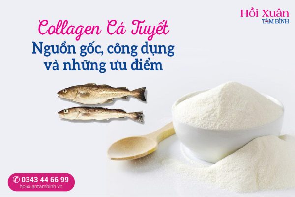 collagen cá tuyết