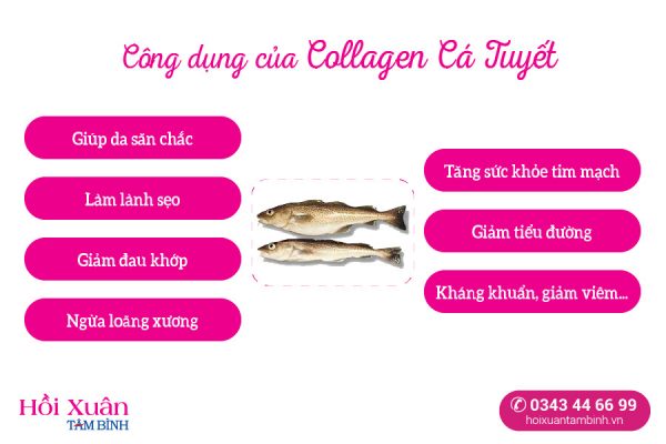 công dụng của Collagen cá tuyết