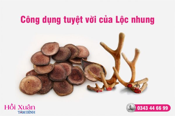 công dụng của lộc nhung