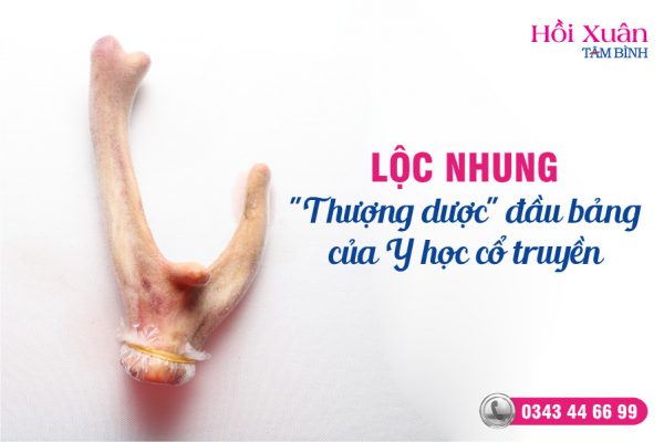 lộc nhung